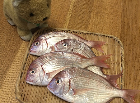 作り置きレシピ 鯛 魚 のあらでスープストック あら汁だけでなく出汁として 冷凍保存で便利に使う 圧力鍋ナシ普通の鍋で簡単調理 週末料理夫 どんの保存食 いそがばまわれ