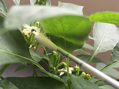 唐辛子 トウガラシ 栽培のコツ 唐辛子の花が落ちる原因と対処法 唐辛子が実を結ぶコツは受粉にあり いそがばまわれ