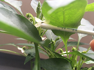 唐辛子 トウガラシ 栽培のコツ 唐辛子の花が落ちる原因と対処法 唐辛子が実を結ぶコツは受粉にあり いそがばまわれ